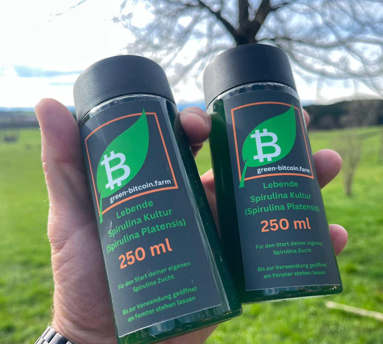 Spirulina Kultur lebend - 250 ml